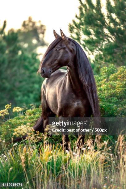 portrait of thoroughbred horse standing on field - stallion stock-fotos und bilder