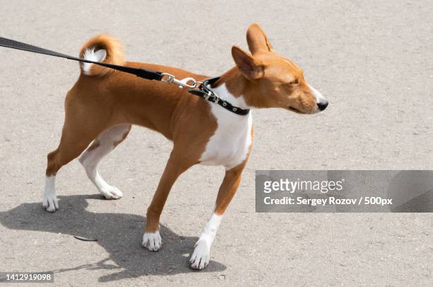 high angle view of basenji standing on road,russia - basenji ストックフォトと画像