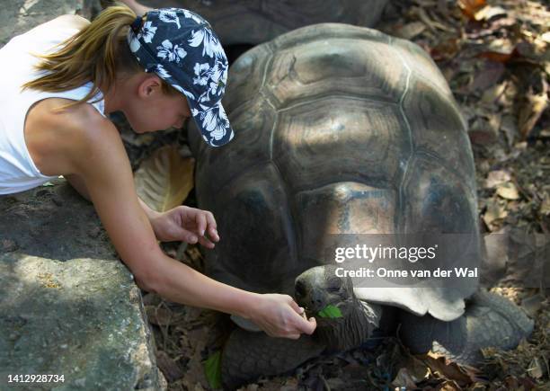 child feeding plants to a tortoise - セイシェルリクガメ ストックフォトと画像