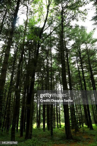 pine tree forest - pinus taeda stock pictures, royalty-free photos & images