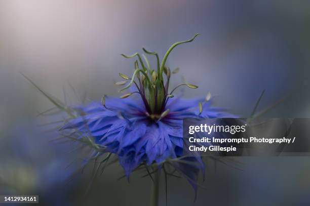 love in the mist before it seeds stages of love in the mist - nigella stock pictures, royalty-free photos & images