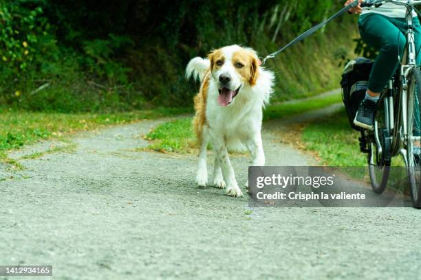 woman riding her bike down a country road with her dog by her side, - training wheels imagens e fotografias de stock