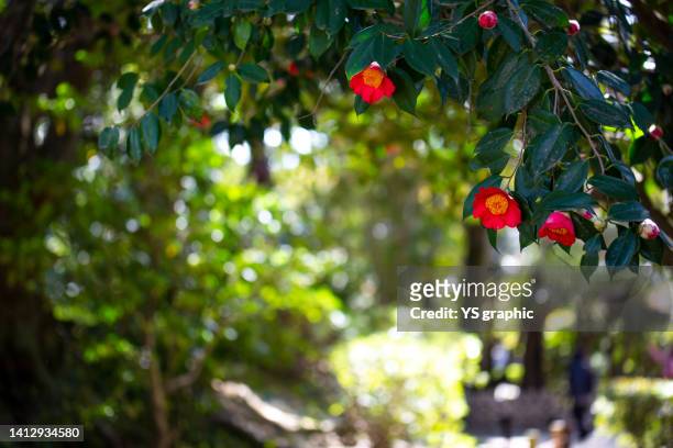 camellia flower and tree framed composition with copy space - camellia japonica stock pictures, royalty-free photos & images