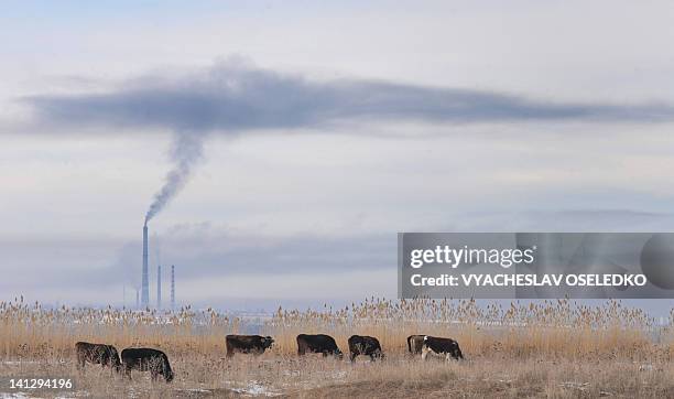 Smoke from a power generating station billows into the air over grazing cattle 20km from Bishkek in Novopokrovka on January 12, 2010. The central...