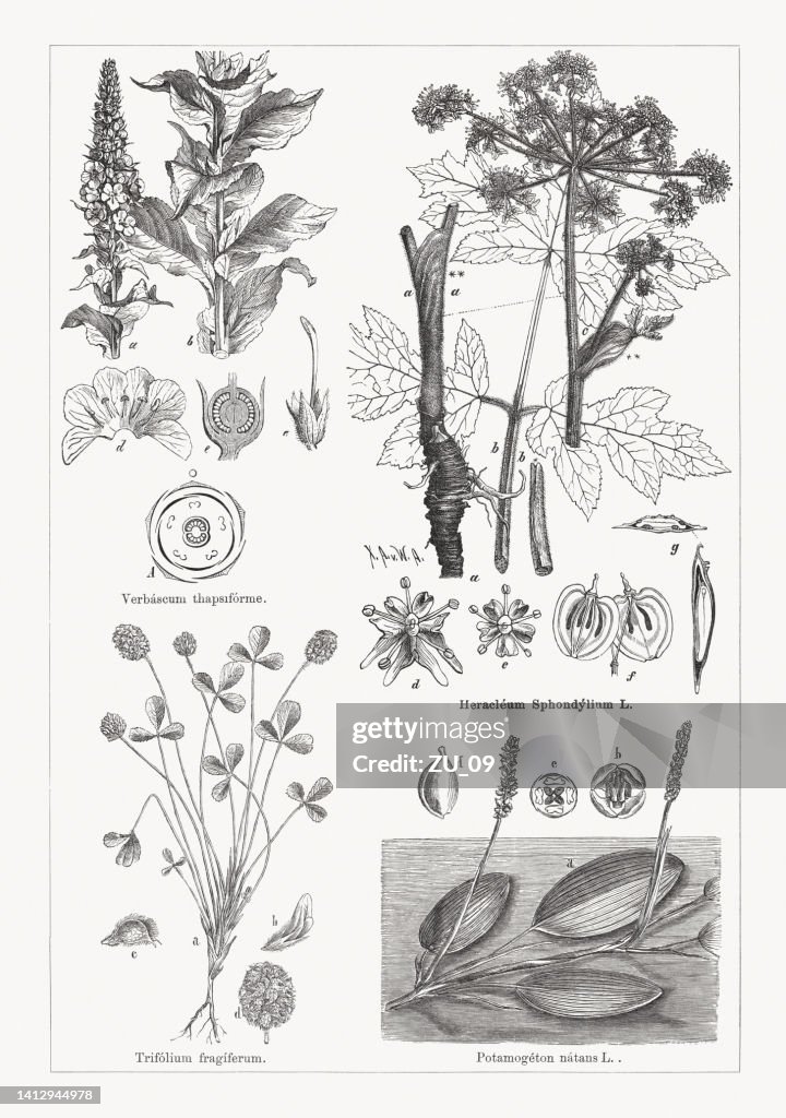 Useful and medicinal plants, wood engravings, published in 1884