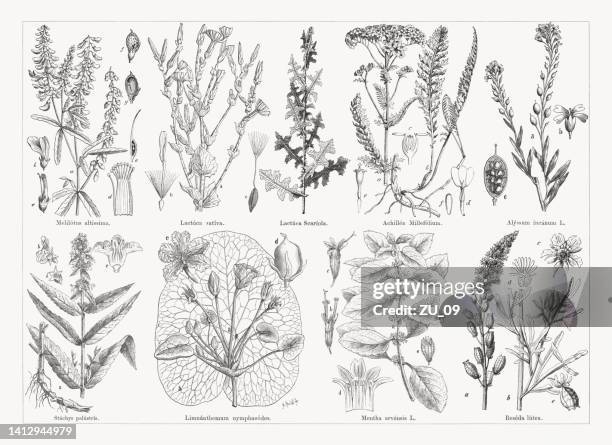 illustrations, cliparts, dessins animés et icônes de plantes utiles et médicinales, gravures sur bois, publiées en 1884 - épice