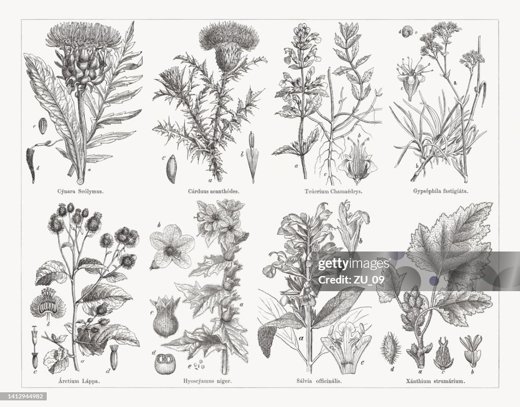 Useful and medicinal plants, wood engravings, published in 1884