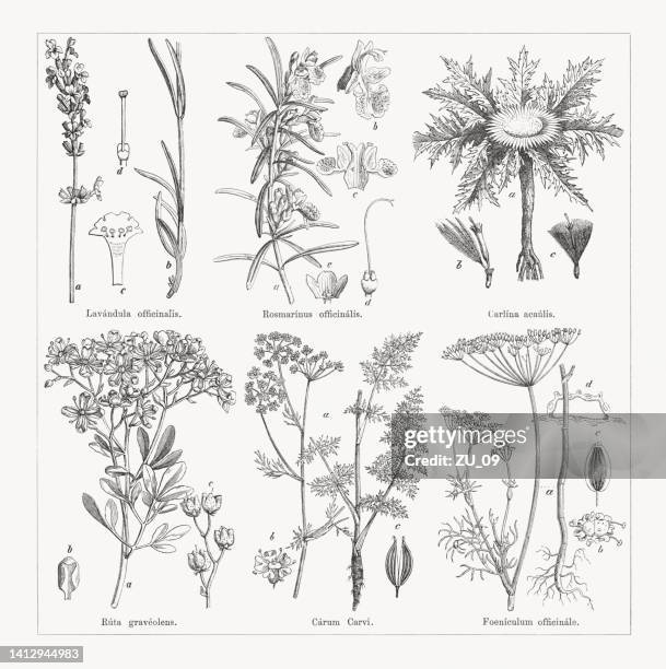 useful and medicinal plants, wood engravings, published in 1884 - ruta graveolens stock illustrations