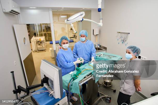 veterinarians and nurse in a laparoscopic surgery on domestic cat looking the image on a screen monitor - human castration photo stock pictures, royalty-free photos & images