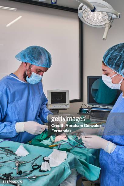 veterinarian operating a cat in animal hospital - human castration photo stock pictures, royalty-free photos & images
