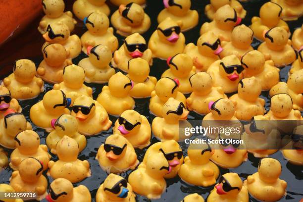 Seventy-five thousand rubber ducks float down the Chicago River during the Chicago Ducky Derby on August 04, 2022 in Chicago, Illinois. The ducks are...