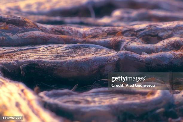 Funky Looking Roots 759 Colorful Tree With Roots Stock Photos, High-Res Pictures, and ...