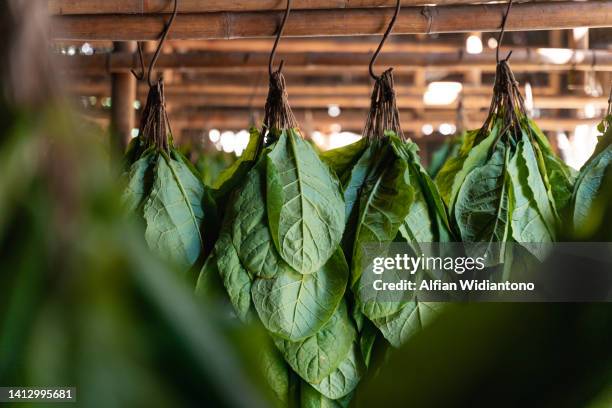 tobacco leaves hanging in curing barn - tobacco product foto e immagini stock