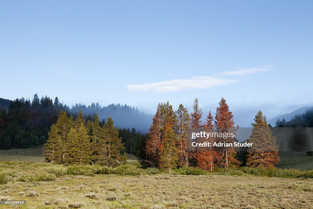 Pine beetle damage