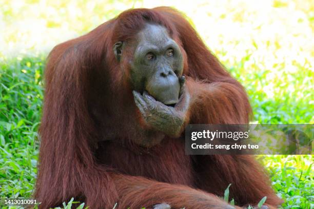 oh my god. orangutang - monkey emoji - fotografias e filmes do acervo