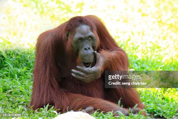 oh my god. orangutang - monkey emoji - fotografias e filmes do acervo