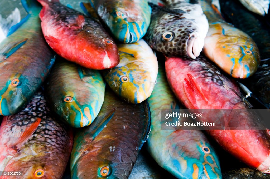 Fish Edibility Edible Sea Fish , Seafood – XYXWD