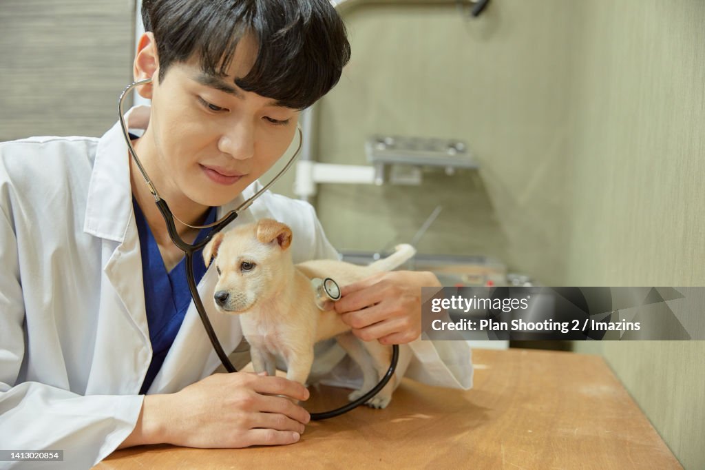 Animal Hospital Puppy Veterinarian Pet Insurance High-Res Stock Photo -  Getty Images