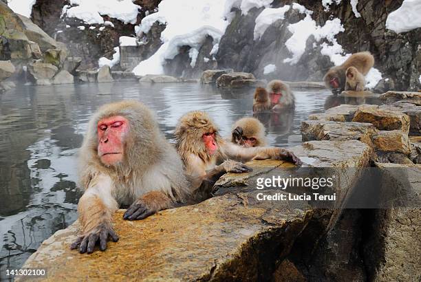 japanese monkeys - snow monkeys stock-fotos und bilder