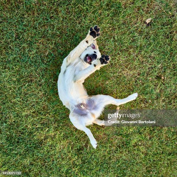 young golden retriever dog - supino foto e immagini stock