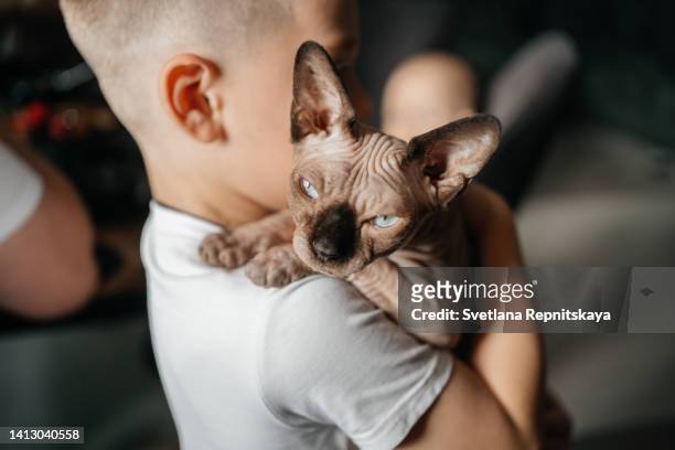 child with a cat - sphynx kitten stock pictures, royalty-free photos & images