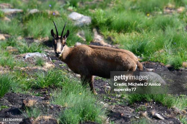 chamois or alpine chamois (rupicapra rupicapra) - camurça - fotografias e filmes do acervo