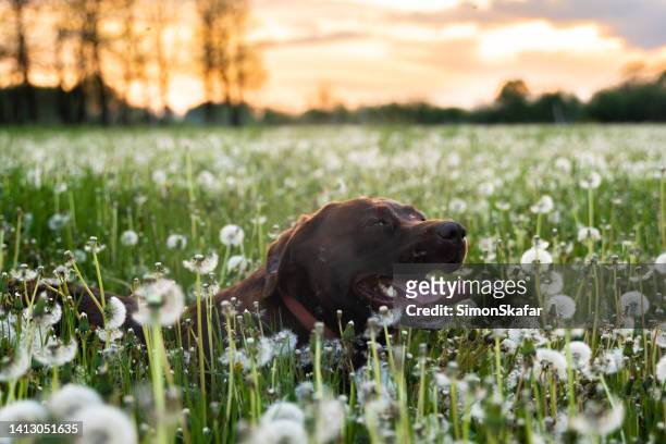 brown dog lies on summer field of dandelion flowers - chocolate labrador retriever stock pictures, royalty-free photos & images