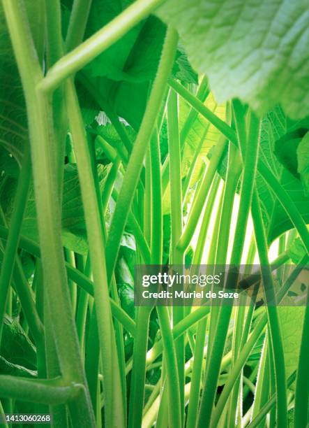 stalk and leaves close up - plant stem stock pictures, royalty-free photos & images