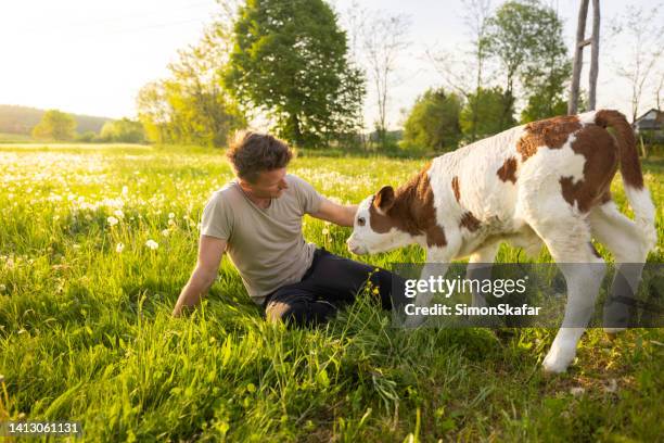 man sitting on grass and stroking little calf - calf stock pictures, royalty-free photos & images