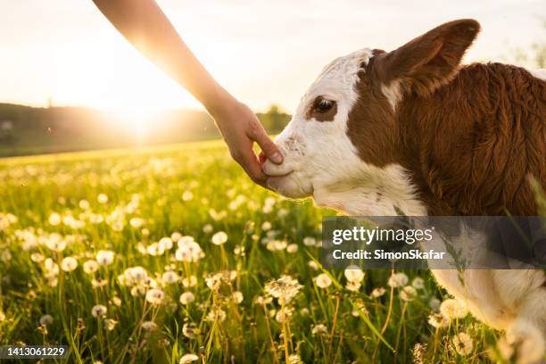 hand touch snout of little calf - baby cow stock pictures, royalty-free photos & images