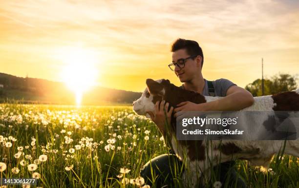 agricultor abrazando ternero en campo de hierba - derechos de los animales fotografías e imágenes de stock