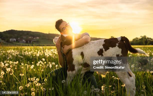 young farmer embracing calf on grass field - cow cuddling stock pictures, royalty-free photos & images