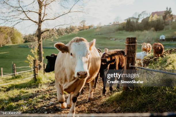 herd of cattle moving into barnyard through fence on sunny day - animal welfare stock pictures, royalty-free photos & images