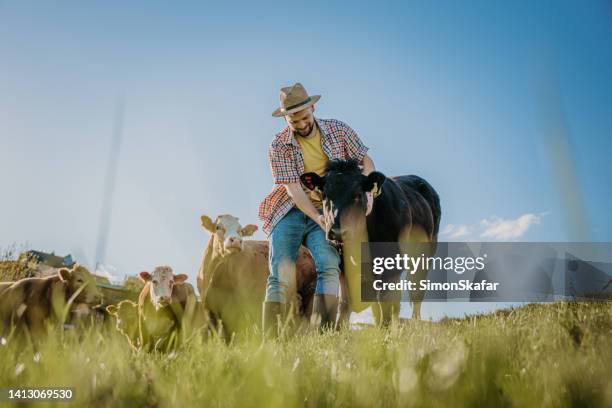 male farmer standing with cows in field on sunny day - affectionate stock pictures, royalty-free photos & images