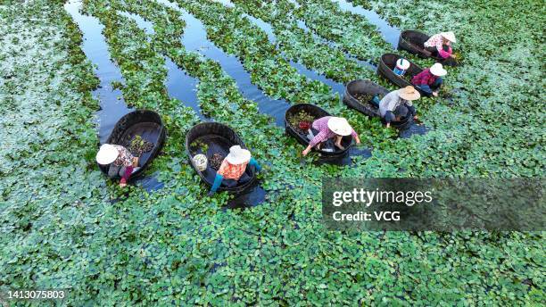 Villagers row wooden tubs to harvest water chestnuts on August 5, 2022 in Deqing County, Huzhou City, Zhejiang Province of China.