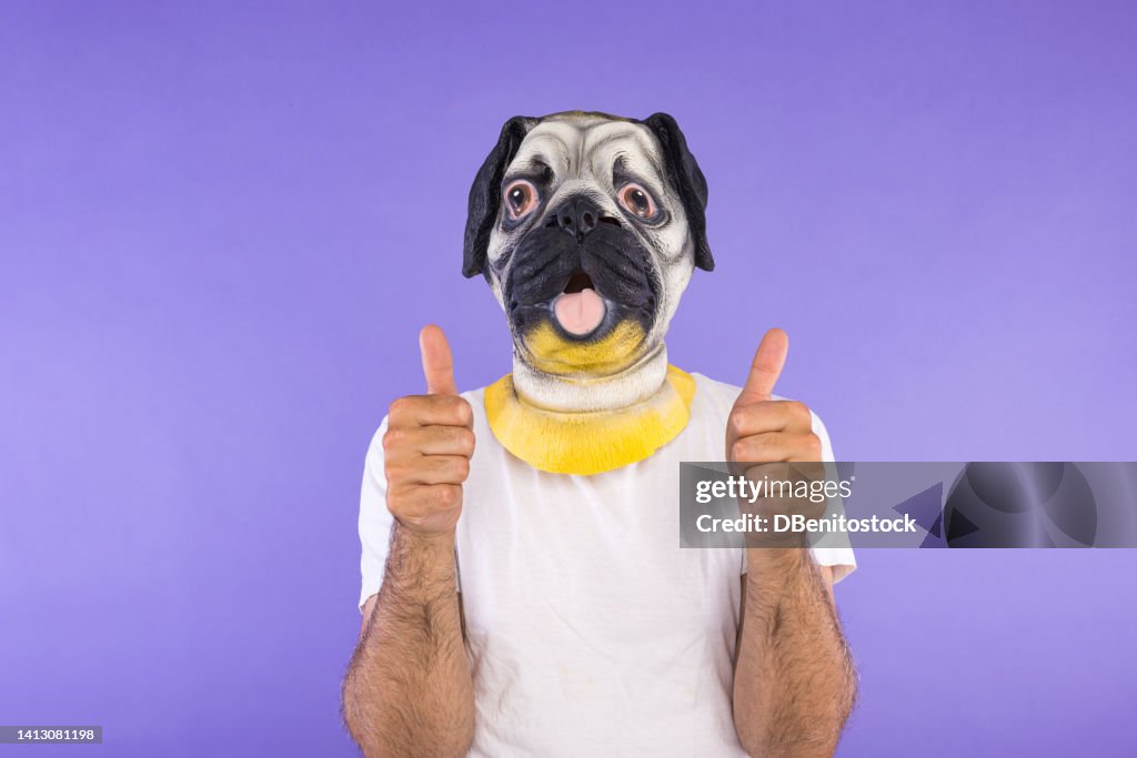 Portrait of man in pug dog mask and white t-shirt, with thumbs up, on violet background. Concept of pets, dogs, animals, carnival, halloween and masquerade.