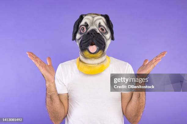 portrait of man with pug dog mask and white t-shirt, raising hands upset, on violet background. concept of pets, dogs, animals, carnival, halloween and masquerade. - dog mask stock pictures, royalty-free photos & images