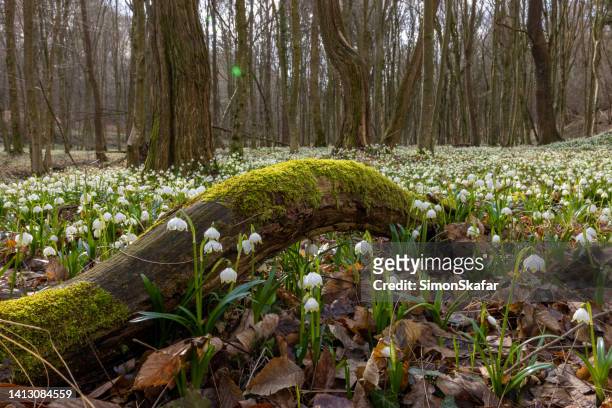 close-up of moss covered tree trunk amidst white snowdrop flowerbed at forest - snowdrops stockfoto's en -beelden