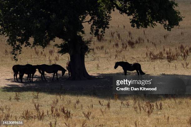 Horses stand in the shade of an Oak tree in a parched field on August 05, 2022 in Oxted, United Kingdom. Hosepipe bans have been issued in parts of...