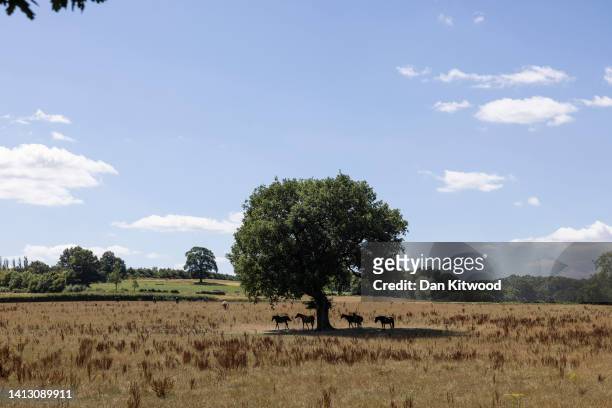 Horses stand in the shade of an Oak tree in a parched field on August 05, 2022 in Oxted, United Kingdom. Hosepipe bans have been issued in parts of...
