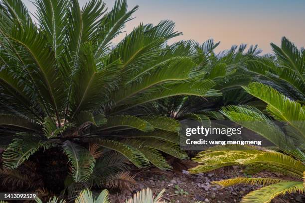 sago cycas in the countryside - cycad stock pictures, royalty-free photos & images