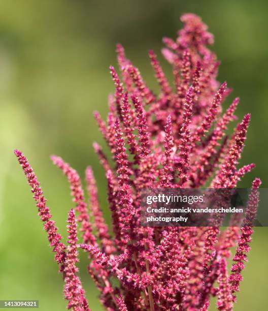 amaranth - amaranthus stock pictures, royalty-free photos & images