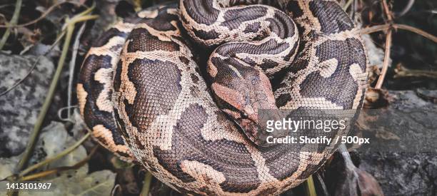 close-up of python on tree,azamgarh,uttar pradesh,india - indian python stock-fotos und bilder