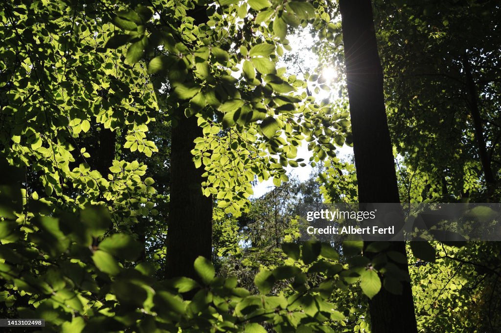 Sunny Leaves