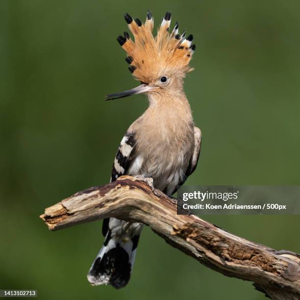 close-up of hoopoe perching on branch - hoopoe stock pictures, royalty-free photos & images