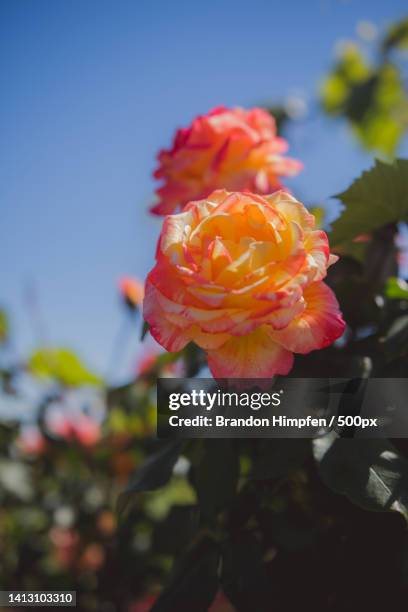 Close-up of rose against sky