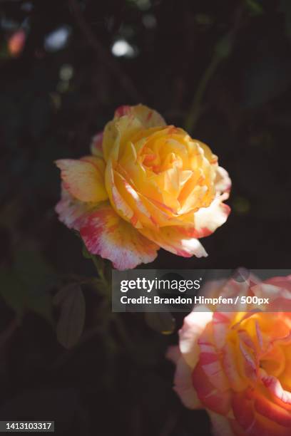 Close-up of rose plant