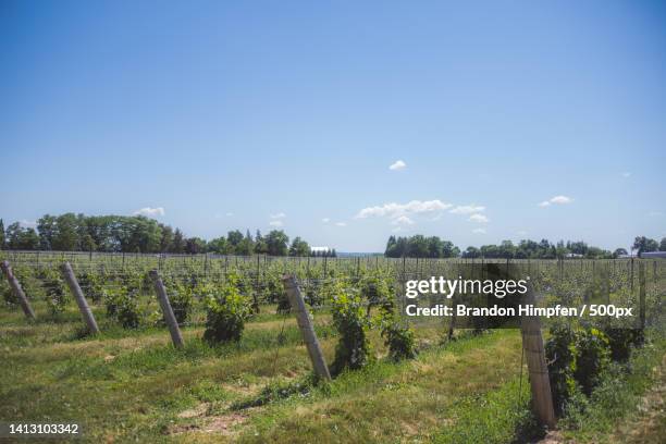 Scenic view of vineyard against sky