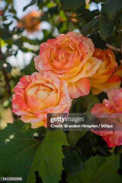 Close-up of pink rose