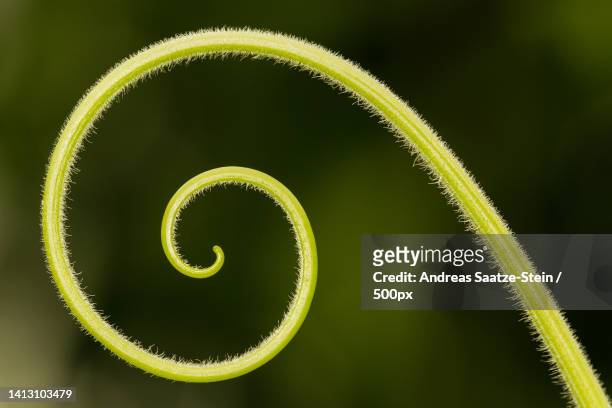 close-up of fern - bent imagens e fotografias de stock